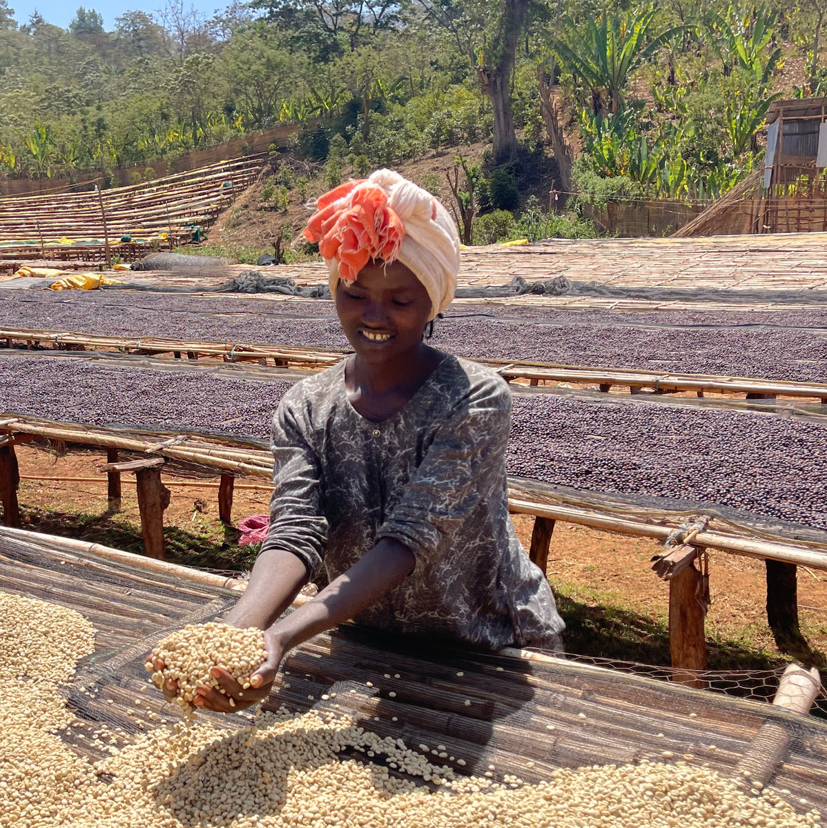 Ethiopian Organic Coffee Beans Bulk 5kg Bags for Cafe Happy Farmer