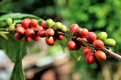 What You Need to Know About Organic Coffee!