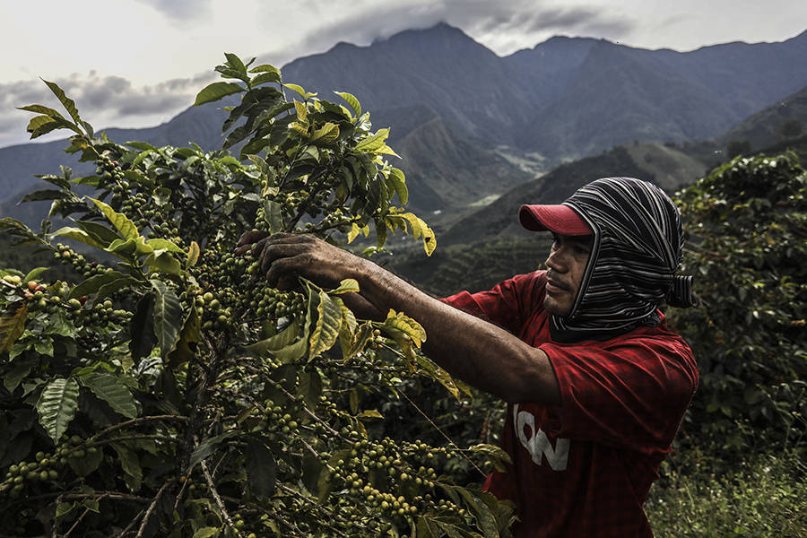 Love Coffee? It's Another Reason to Care About Climate Change
