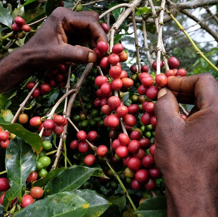 Papua New Guinea Organic - Keromine 