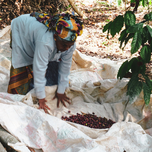 India Robusta Cherry AB Coffee - Buy wholesale