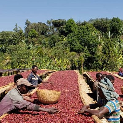 Ethiopia Guji Coffee Beans Specialty Coffee