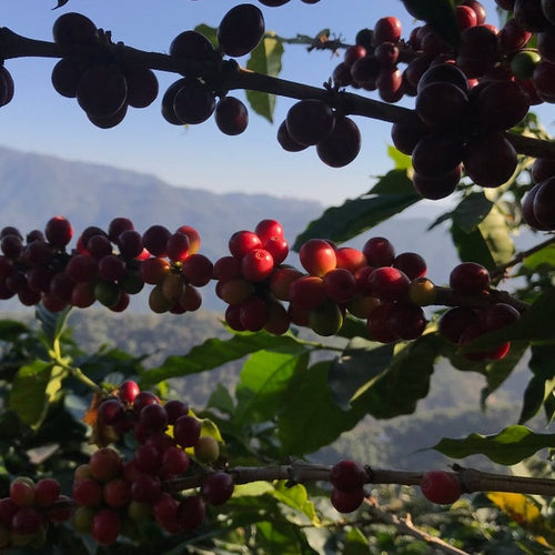 Guatemala Natural El Boqueron