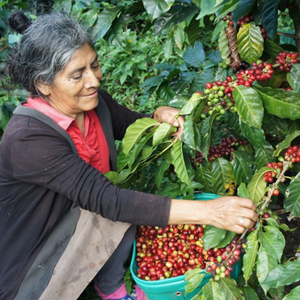 Brazilian Casa Guaxupé Co-Operative Coffee Beans - Up to 5kg Bags