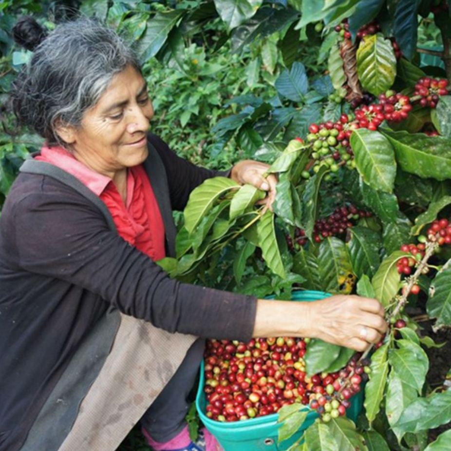 Brazilian Casa Guaxupé Co-Operative Coffee Beans - Up to 5kg Bags