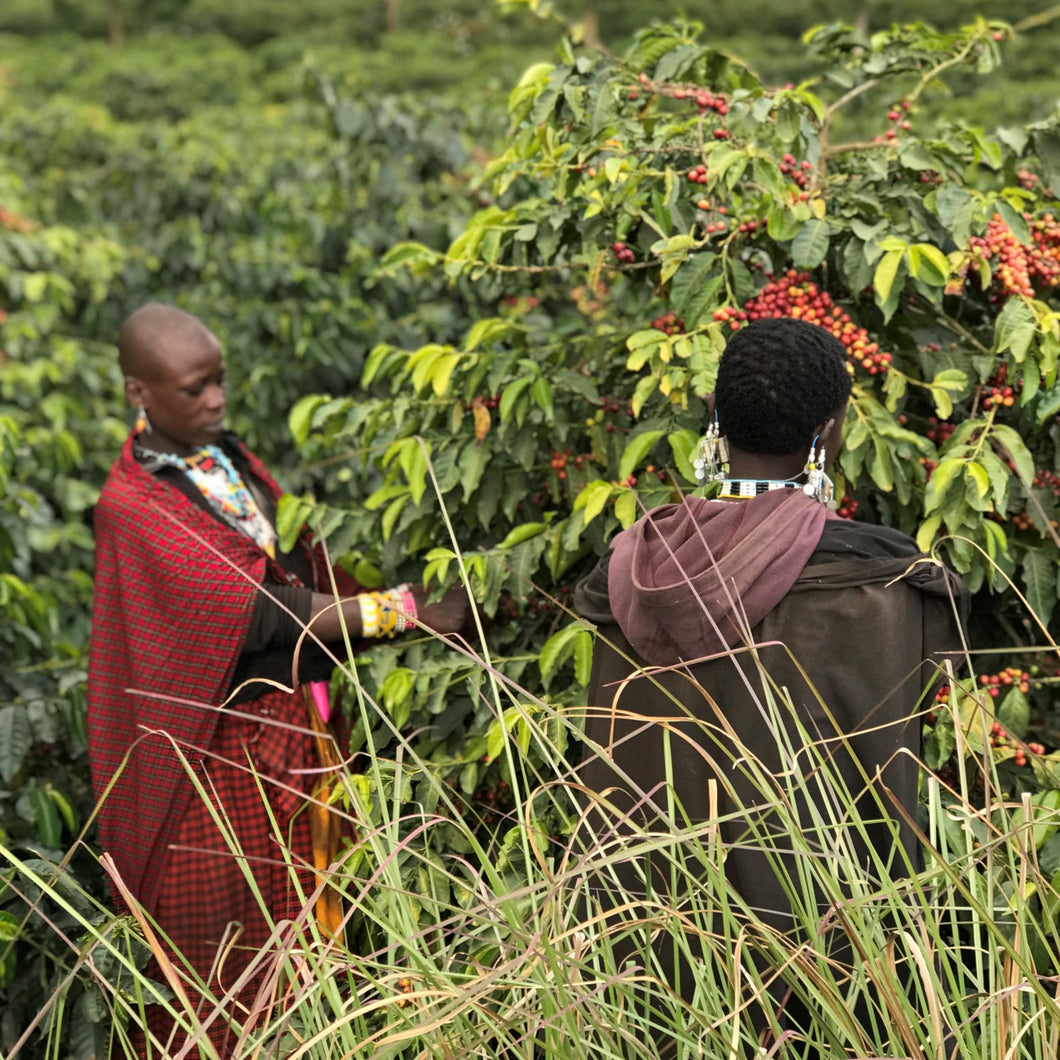 Tanzania AA Washed Arabica Coffee - Buy wholesale