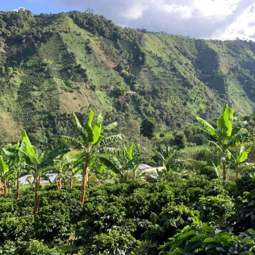 Colombia Chiroso Las Flores Natural Arabica Coffee