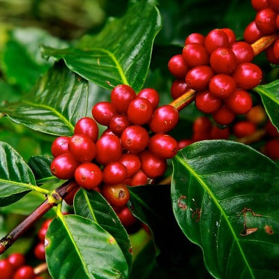 Nepalese Organic Coffee buy Bulk - Happy Farmer Organics